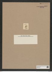 Pyxidicula spec.? (de-Toni-Nr.: Genus 188) Zeichnungen Sammlung Grunow Nr. 8331 (NHMW-BOT-W0377733)